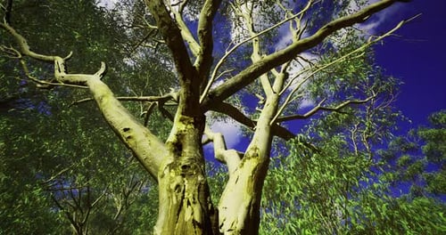 Animated Tree Branches with Green Leaves and Blue Sky