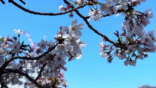 Cherry blossom branches swaying gently under the blue sky in Tokyo during springtime