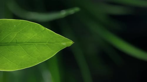 Water Drop Falling from a Green Leaf