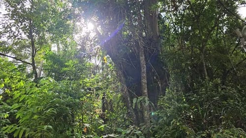 Dschungel, Bäume, Sonnenstrahlen, Herbst, Wald. Sonnenlicht durchdringt das Blätterdach des tropischen Regenwaldes. Grünanlagen