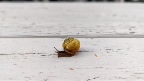 White Lipped Snail Cepaea Hortensis crawling on wooden table, closeup