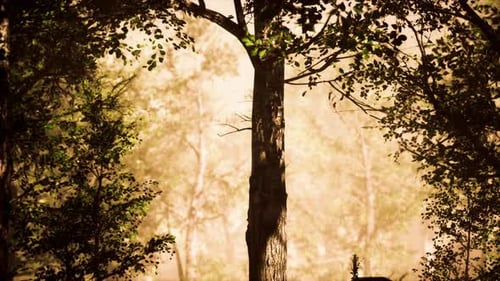 Sun Beams Pour Through Trees in Foggy Forest