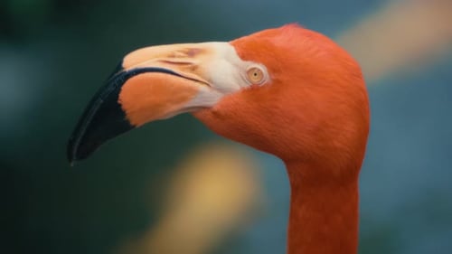 Nahaufnahme eines bunten orangefarbenen Flamingos vor natürlichem Hintergrund