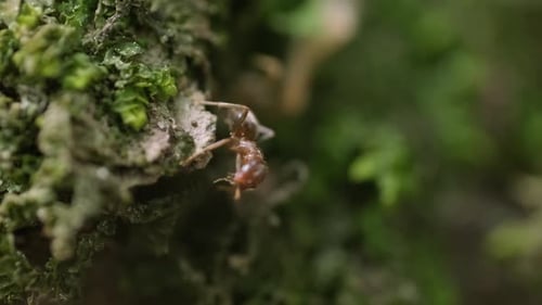 Eine detaillierte Nahaufnahme einer Ameise auf der Rinde eines hohen Baumes