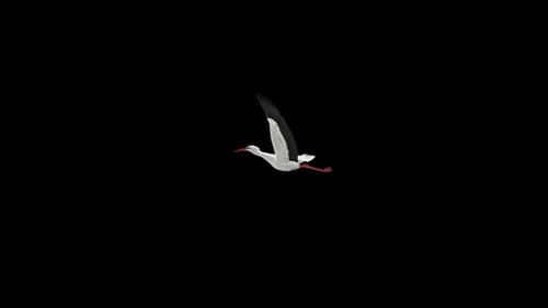 White Stork Bird - Flying Over Screen Transition - I - Alpha Channel - 4K