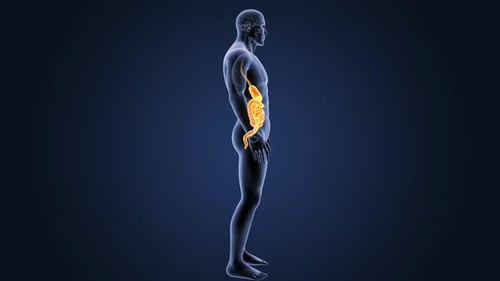 3D Human Body with Digestive System Rotation Animation