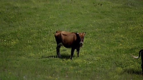 Brown Cow Standing in Green Pasture with Yellow Wildflowers Brown Cow in a Field