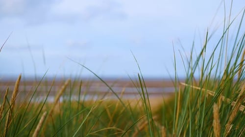 Sea grass swaying in the breeze in a sand dune against a blurred background of a sandy beach at low