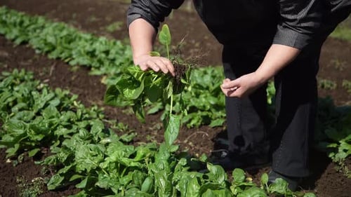 A woman harvesting spinach