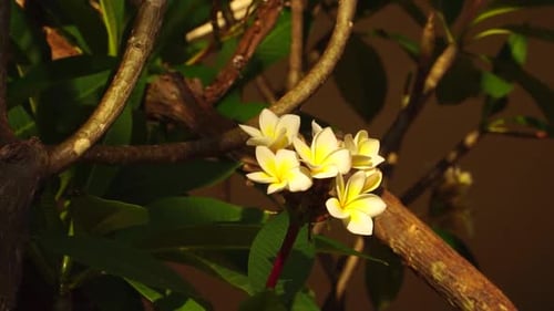 White yellow flowers on stem, Plumeria or Frangipani branches close up