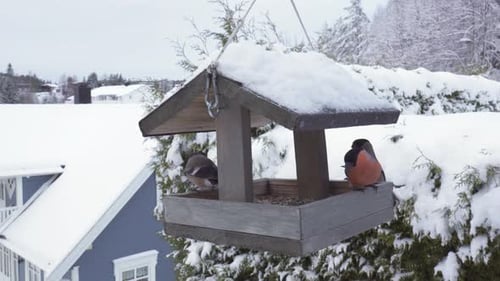 Male And Female Eurasian Bullfinches Bird Feeding On Hanging Seed Feeder. Close-up Shot