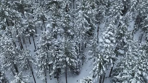 View From a Drone Slowly Taking Off Upwards Over a Snowy Winter Forest with Bare