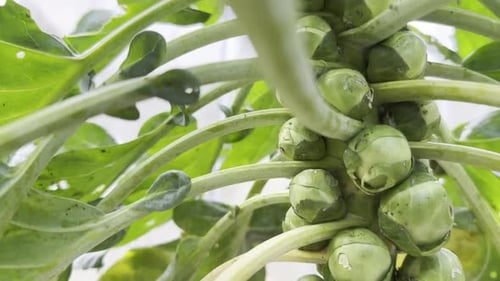 Close-up of Brussels Sprouts Growing on the Plant