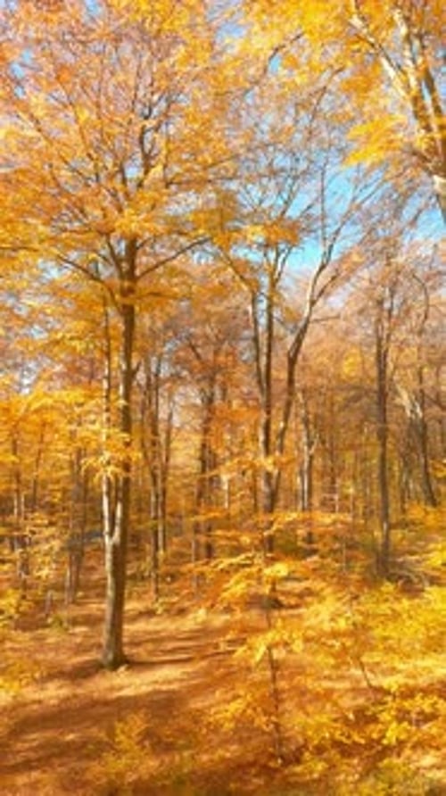 Flying Drone in Beautiful Marvelous Orange Yellow Colored Sunny Forest Autumn Landscape Environment