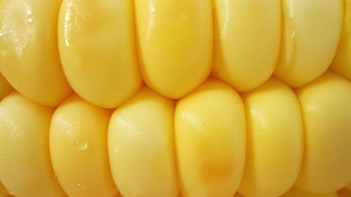 Macro video of sweetcorn showcases its golden kernels in intricate detail