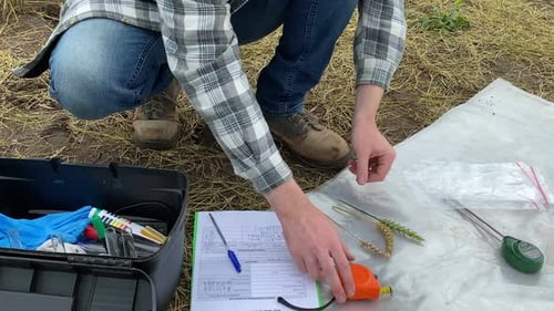 Especialista en agronomía masculina de cerca que examina mazorcas de trigo en el campo