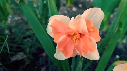 Narcissus Close Up Beautiful Flower White Orange Petals Stamens Green Leaves