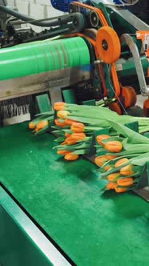 Orange Tulips on a Conveyor Belt Machine