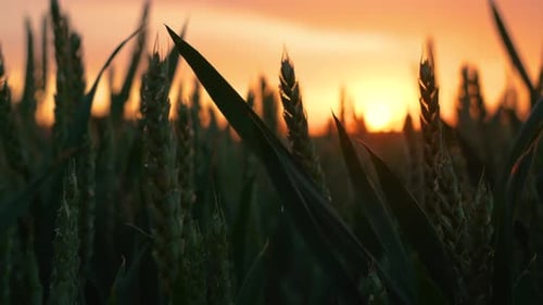 Green Wheat Field at Sunset Golden Sunlight on Wheat Field