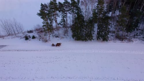 Horse-drawn sleigh with moving people winter landscape and snow-covered forest