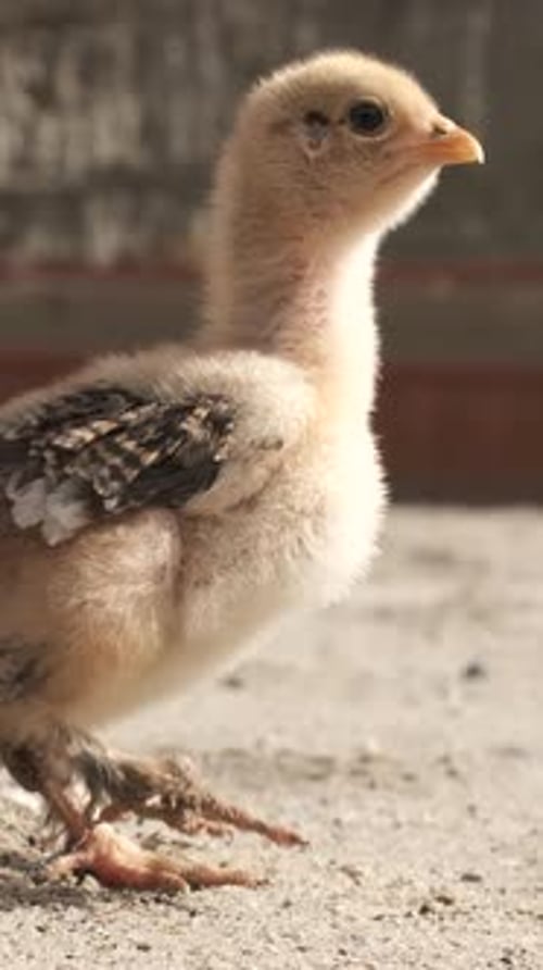 Bébés poulets gazouillant s'engageant dans une communication vocale sur une surface en béton