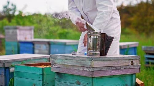 Dicker Rauch kommt von einem Raucher, der auf dem Bienenstock platziert ist. Der Imker überprüft seine Farm. Verschwommener Hintergrund
.