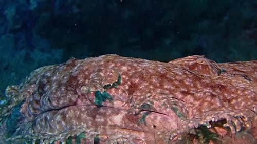 a close up shot of the face of a wobbegong. a very camouflaged shark lying on the see bed breathing