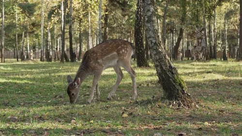 Whitetail spotted young deer grazing in the forest and eating grass among the trees slow motion