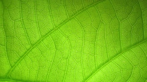 A close-up of a green leaf, highlighting its intricate vein structure.