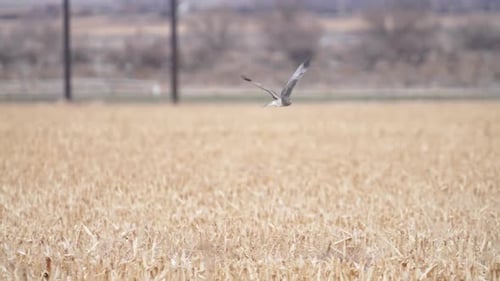 Northern Harrier gliding over field in Utah as it hunts
