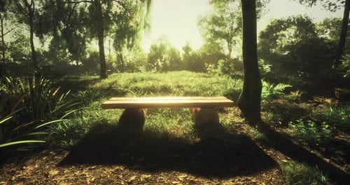 Wooden Bench in Tranquil Forest Setting During Golden Hour Light