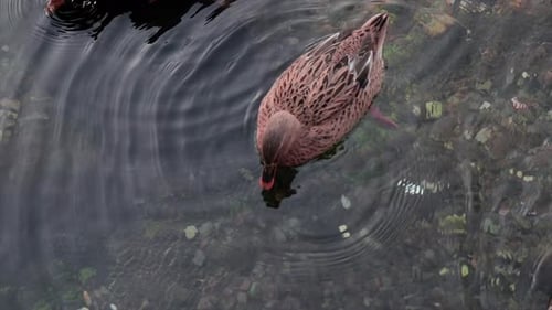 Brown duck swimming in a clear water of a natural lake.
