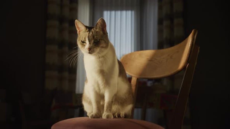 Cover for Funny House Cat Looking At Camera