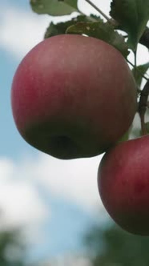 Close Up of Ripe Apples on a Tree Branch Cloudy Day Vertical Video