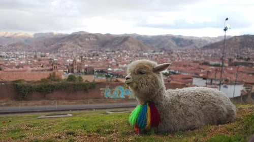Pretty Alpaca Resting on the Grass with the City of Cusco in the Background
