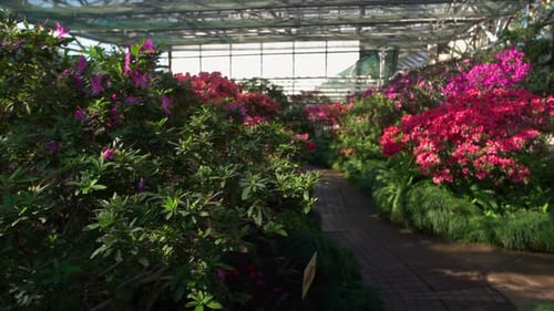 Vibrant Flowers Blooming in Lush Greenhouse