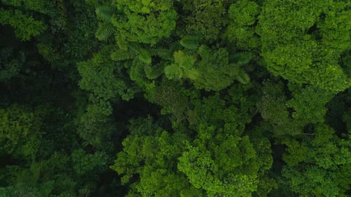 Fly Above Lush Green Trees in Tropical Forest