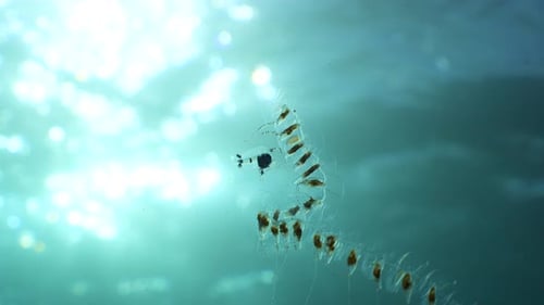 Close Up of Transparent Plankton Chain Drifting Underwater in Bright Sunlight