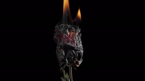 Burning Rose Engulfed in Flames on Black Background