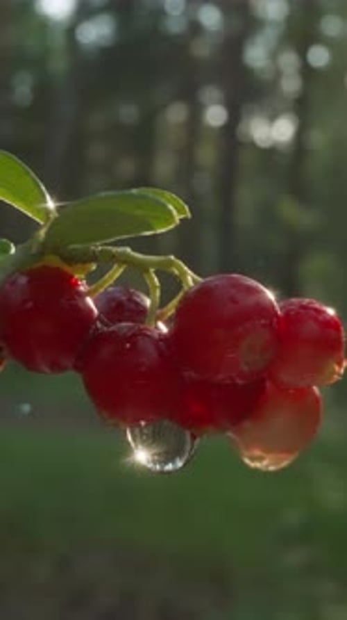 Sunkissed Dewy Berries in the Forest