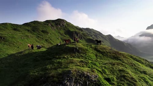 Droneshot flying parallel to some horses over hills and trails in Austrian alps