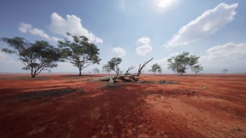 African Savanna with Unique Flora and Red Soil Beneath Blue Skies