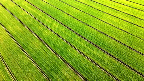 Drone image of a green field neatly shaped in a certain line