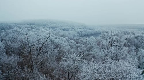 Nature in winter. White trees in snow frost. Panoramic view of nature landscape in winter season.