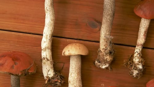 Close-up of freshly picked mushrooms on wooden surface