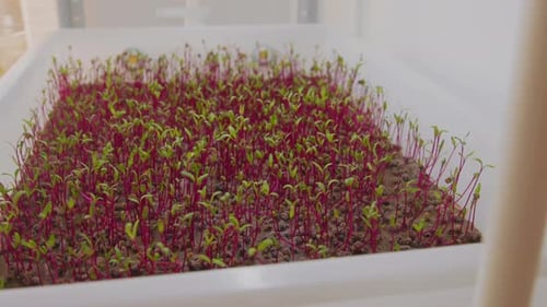 Close Up Fresh Microgreens with Red Growing Lettuce Arugula saladYoung Plant Pot Nutrition Organic