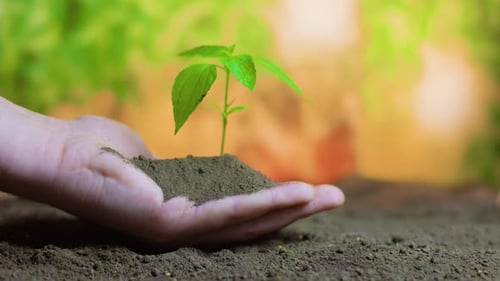 Handful of Earth with a Green Sprout in the Farmer Male Hand Against the Background of Fertile Soil