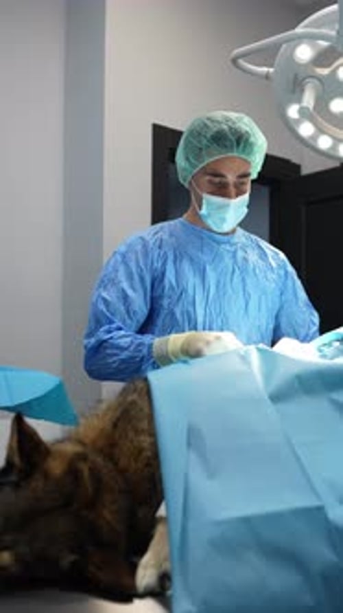 Veterinary Professional Performing Surgery on a Dog
