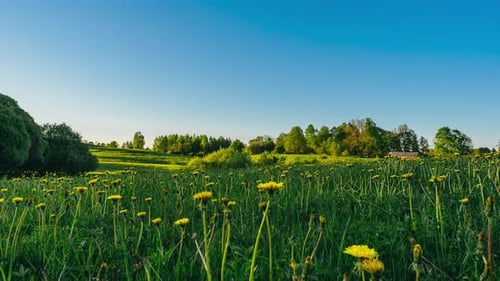 Blooming dandelions in spring.