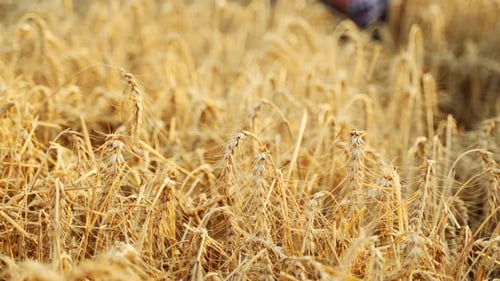 Agronomist Examining Cultivated Cereal Crop Sitting in Barley Field Smiling Farmer Holding a Bunch